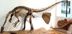 Photograph of the mounted skeleton, seen from the front left. The animal stands on the hind limbs, with the body and tail horizontal. The neck curves down so that the snout is near the ground, as if the animal was feeding. The arms are flexed, with the hands well clear of the ground, and the palm directed medially.