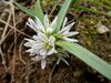 Allium chamaemoly Corse 2014.jpg