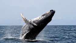 Photo of a humpback in profile with most of its body out of the water, with back forming an acute angle to water