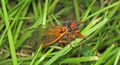 Magicicada cassini (17-year periodical cicada) (Flint Ridge, Ohio, USA) (27294270804).jpg