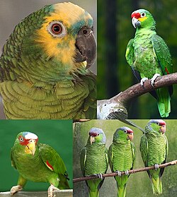 Amazona parrots collage.jpg