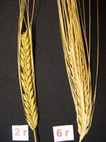 Heads of 2-row and 6-row barley