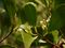 Lumnitzera racemosa (11544407974).jpg