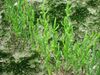 Salicornia europaea 1 by Line1.JPG