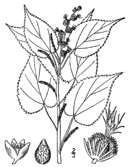 Acalypha ostryifolia drawing.png