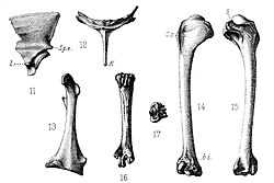 Anas theodori bones 2.jpg
