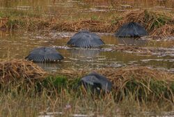Four black herons standing in low water with vegetation holding their wings over their bodies forming what looks like umbrellas