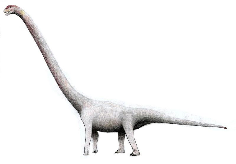 File:Omeisaurus tianfuensis34.jpg