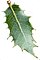 Quercus agrifolia leaf.JPG