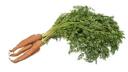 Vegetable-Carrot-Bundle-wStalks.jpg