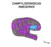 Campylodoniscus ameghinoi Skull Mk I Me.jpg