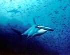 Hammerhead shark, Cocos Island, Costa Rica.jpg