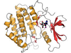 Human casein kinase 1 gamma 2 PDB 2C47.png