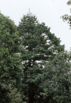 Abies-hidalgensis-mature-tree-in-Hidalgo-state.jpeg