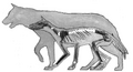 Adaptations of the Pleistocene island canid Cynotherium sardous (2006) Fig. 1.png