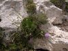 Cheirolophus crassifolius Malta Dingli Cliffs 07.jpg