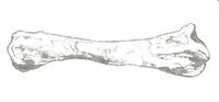 Chienkosaurus ulna.jpg
