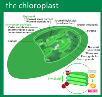 Structure of a typical higher-plant chloroplast. The green chlorophyll is contained in stacks of disk-like thylakoids.