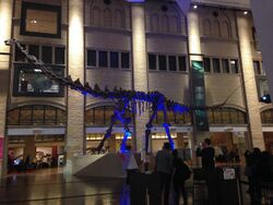 Futalognkosaurus Royal Ontario Museum.jpg