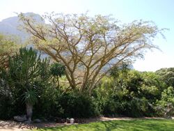 Kirstenbosch - Acacia sieberiana.jpg