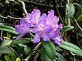 Странджанска зеленика Rhododendron ponticum.jpg