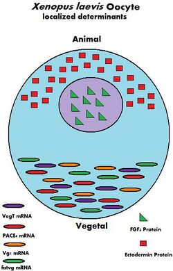 a diagram of the Xenopus laevis oocyte and its maternal determinants