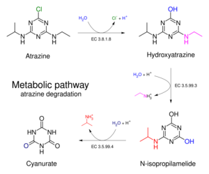 Biodegradation - atrazine chlorohydrolase pathway