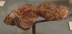 Quercygale angustidens endocranio e cranio.jpg