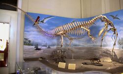 Reconstructed skeleton holding a pterosaur in its jaws against a painted backdrop