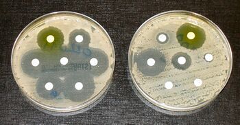 Two petri dishes with antibiotic resistance tests