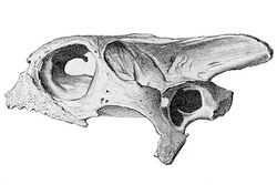 Cylindraspis triserrata skull.jpg