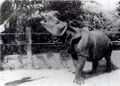Javan Rhino 1900.jpg