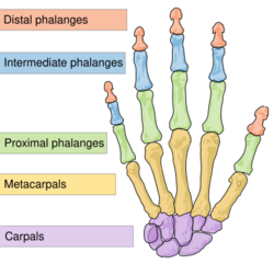 Human hand anatomy