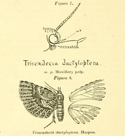 Triscaedecia dactyloptera from Fletcher, 1910.png