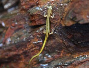 A common lungless salamander endemic to the eastern United States