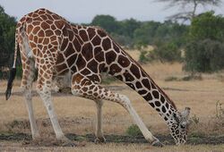 Photograph of a giraffe bending down to drink