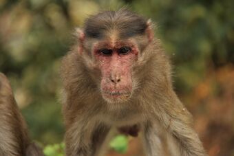 Monkey (Bonnet macaque).jpg