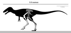 Alectrosaurus Skeleton Reconstruction.jpg