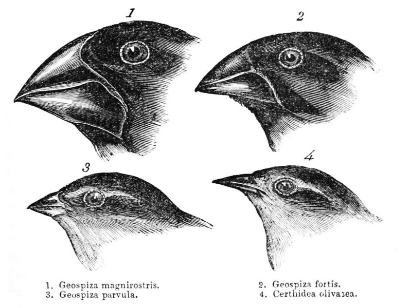 File:Darwin's finches by Gould.jpg