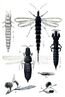 Australian insects (Plate XXXVII) (7268276524).jpg