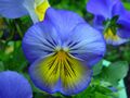 Blue and yellow flowers.jpg