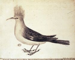 Drawing of grey-and-white bird with tufted head and curved beak