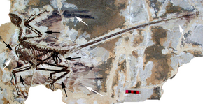 Microraptor gui holotype.png