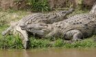 Nile croc couple 690V1510 - Flickr - Lip Kee.jpg