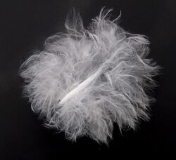 Fluffy white down feather against black background