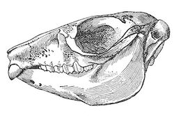 Pachyrukhos moyani skull.jpg