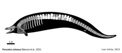 Perucetus colossus Holotype skeletal drawing.png