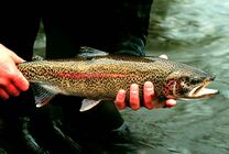 Photo of adult rainbow trout