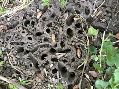 Photo of Brood X Cicada Nymphs emerging from holes in the ground in Druid Hill Park, Baltimore, Maryland