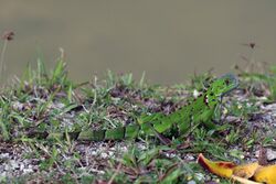 Green iguana (Iguana iguana) juvenile.jpg